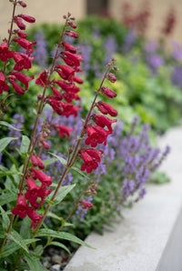 Foliage Close Up · Crimson penstemon bells arching over a haze of catmint beside the planter edge