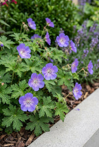 Foliage Close Up · Violet-blue hardy geraniums spreading over the bark mulch at the planter edge