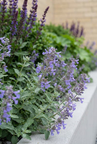 Foliage Close Up · Catmint in soft blue flower tumbling over the pale planter rim, salvia behind
