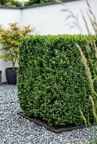 Foliage Close Up · Single clipped cube with small glossy leaves, its corners sharp against pale gravel