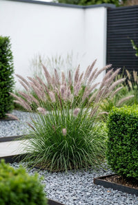 Foliage Close Up · Pennisetum Hameln in soft pink flower beside a clipped evergreen cube on slate gravel
