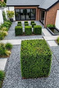 Showcase · Elevated view of the cube grid stepping back from a large yew cube towards the house