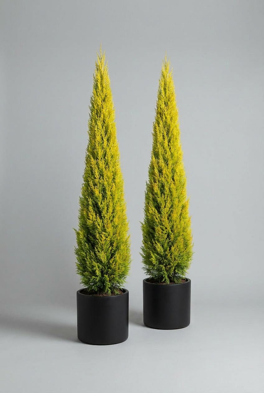 Pair of Cupressocyparis Gold Rider evergreen topiary trees with tall, narrow conical form and vibrant golden-green foliage, planted in matching black pots and photographed against a clean grey studio background for UK gardens and entrances.