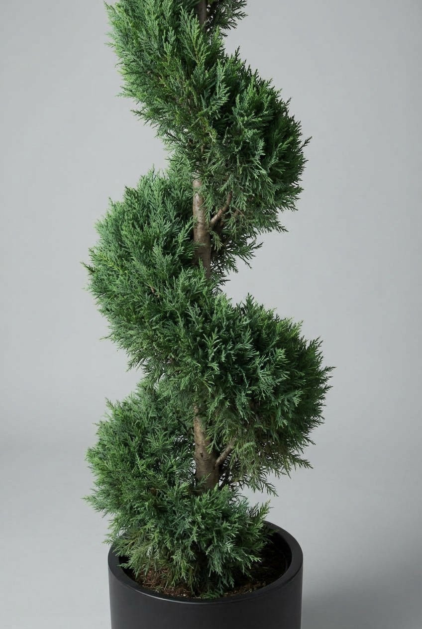 Studio image of a Cupressocyparis pyramidalis spiral topiary tree, featuring dense evergreen conifer foliage trained into a refined spiral form, planted in a matte black pot against a soft grey background.
