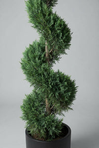 Studio · The middle of one cypress spiral, showing the bare trunk exposed between each turn of foliage.