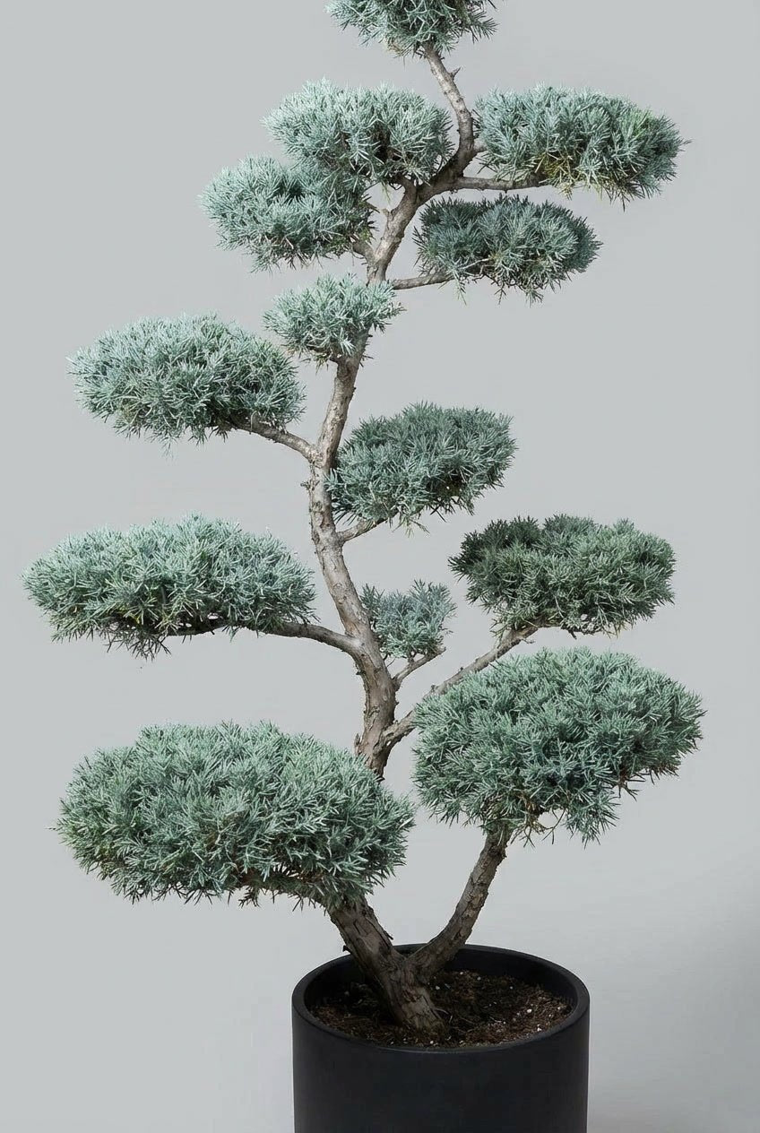 A Cupressus arizonica blue bonsai-style topiary pair with sculpted, cloud-like evergreen pads, designed as architectural topiary for modern gardens, terraces, and refined entrance spaces.