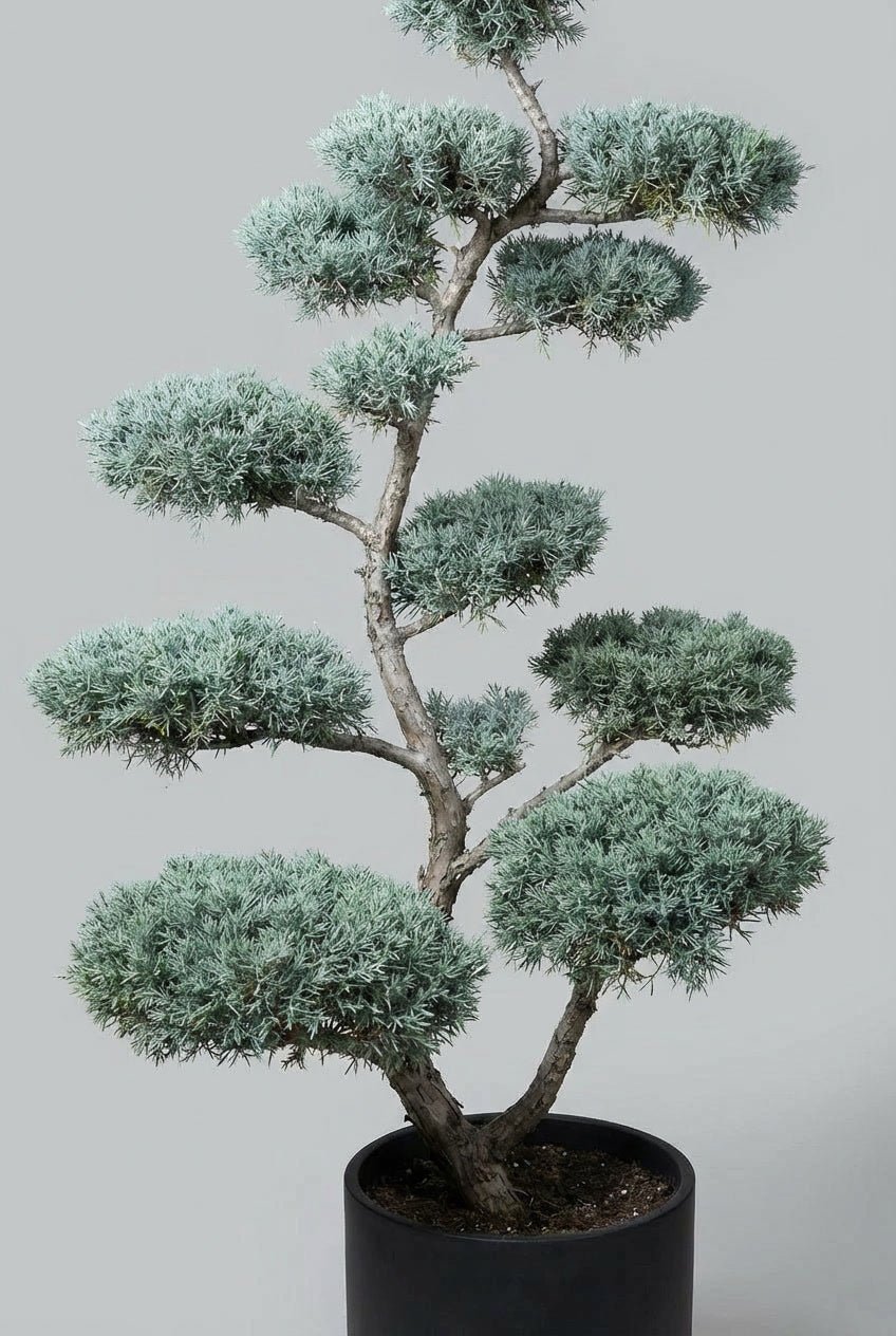 Blue Fall Topiary Blue Cypress Pair - Skyll & Vesper | 1.5-1.7m | Topiary Twins – Topiary ...