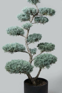 Studio · A single blue Arizona cypress worked in niwaki style, pads stepping up one leaning trunk.