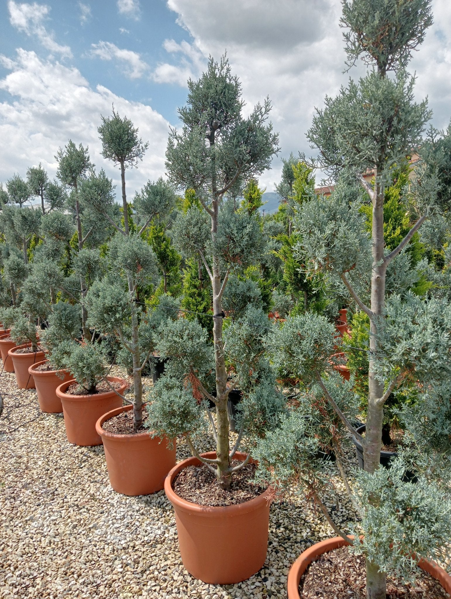 Rows of Cupressus arizonica 'Fastigiata' cloud topiary in terracotta pots at a nursery, showcasing blue-grey foliage with pom-pom topiary styling on upright stems, demonstrating architectural topiary trees with distinctive columnar habit for formal garden design and sculptural evergreens.