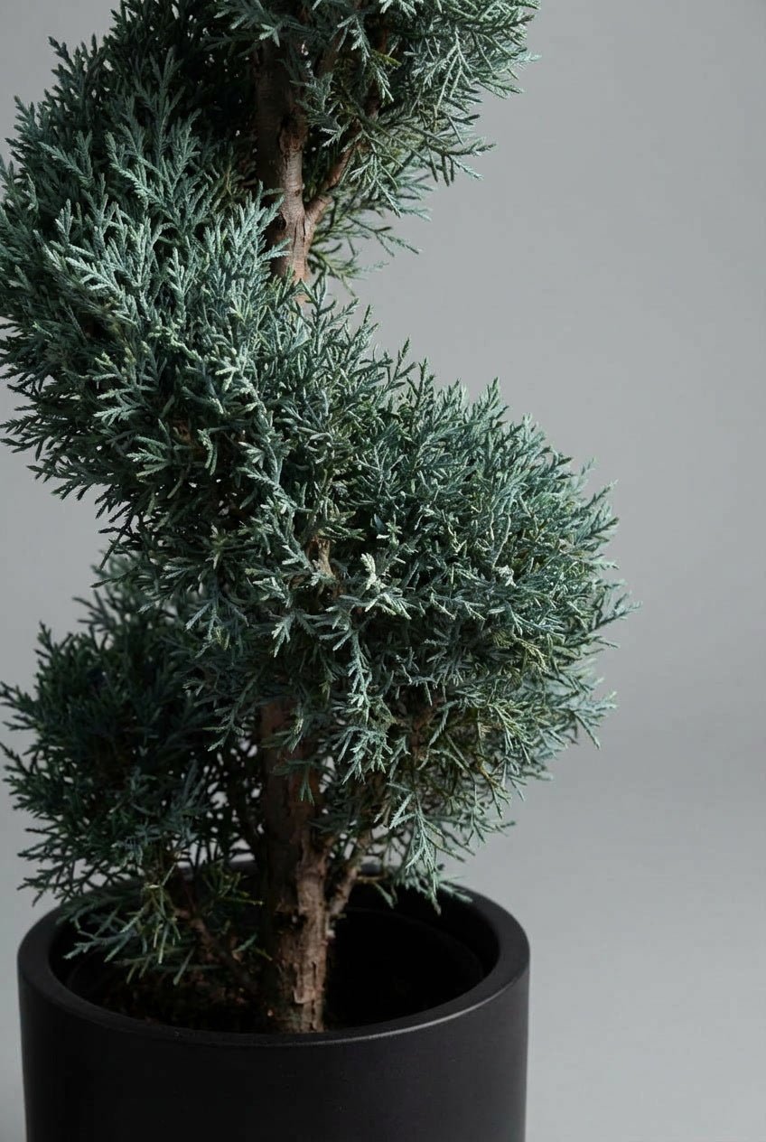Studio close-up of a Cupressus arizonica ‘Fastigiata’ spiral topiary specimen, featuring compact blue-green evergreen foliage sculpted into a refined spiral form, planted in a black pot against a soft grey background.
