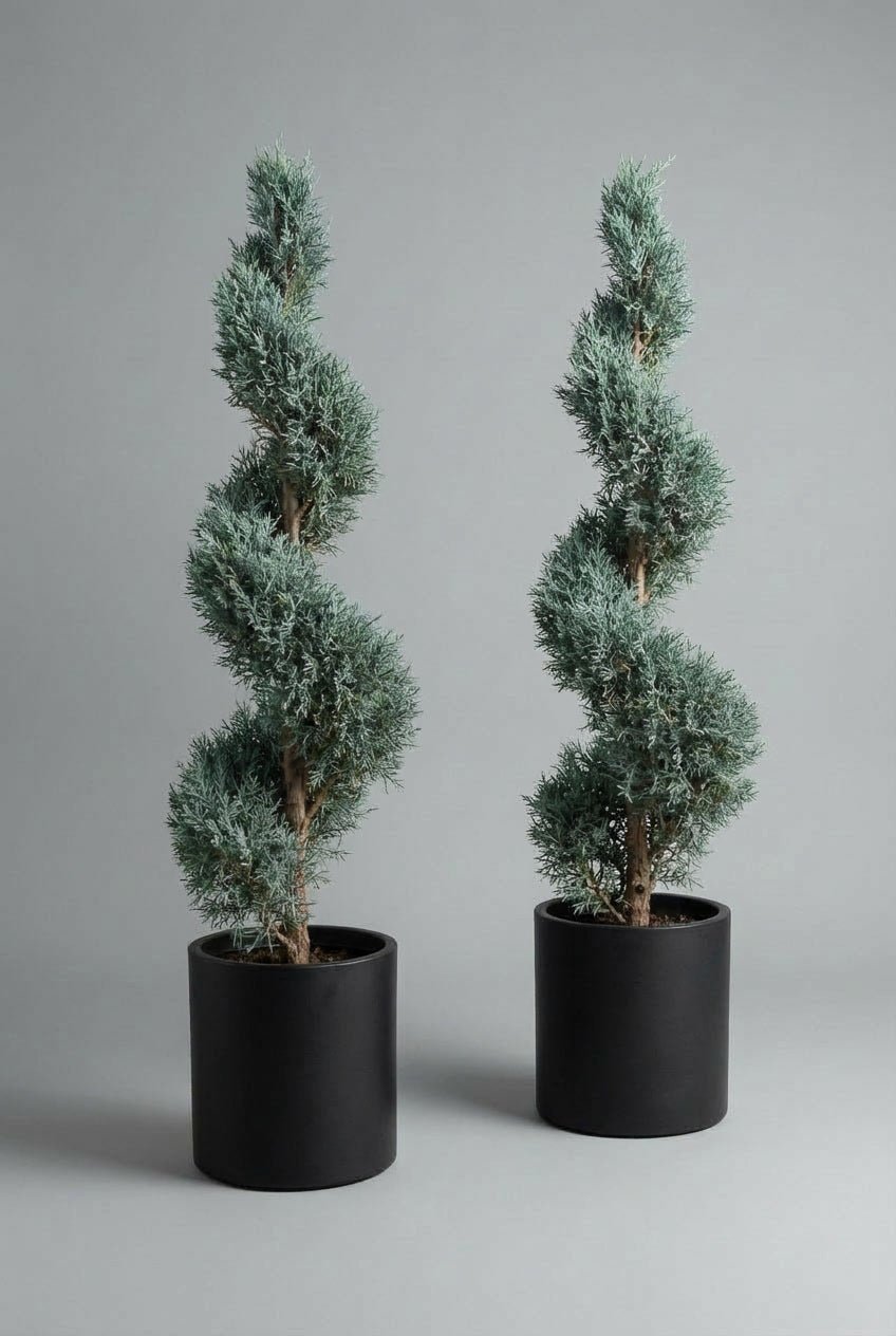 Studio photograph of a pair of Cupressus arizonica ‘Blue Arizona’ spiral topiary trees, showing silvery blue-green evergreen foliage sculpted into matching spirals, planted in black pots against a soft grey background.