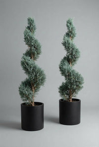 Studio · Matched Blue Arizona Cypress spirals Drift and Vale standing side by side in black cylinder pots