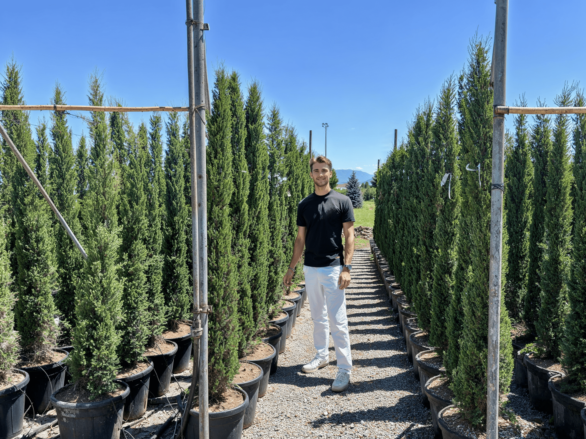Rows of Cupressus sempervirens trees growing in pots at nursery, viewed under clear blue sky.