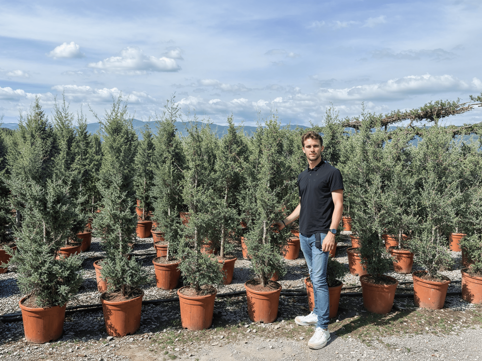 Cupressus sempervirens spiral topiary trees in terracotta pots at nursery, photographed outdoors.