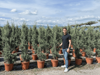 Nursery · Rows of young Arizona Cypress in terracotta pots at the Italian nursery, with a team member standing among them