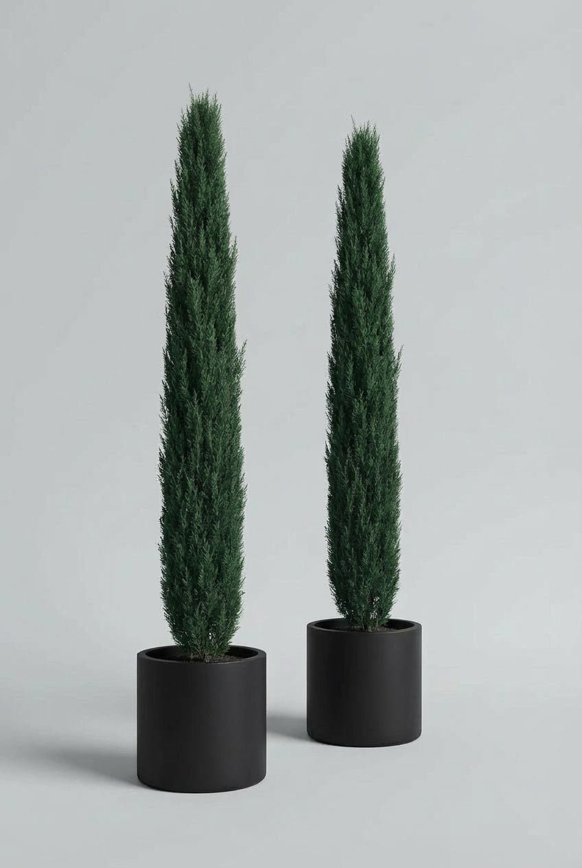 Matched pair of Italian Cypress (Cupressus sempervirens ‘Stricta’) pencil topiary trees, each with a tall, slim columnar form and dense deep-green evergreen foliage, planted in matte black pots and photographed against a light neutral studio background, ideal for symmetrical UK entrances, pathways, and formal architectural planting.