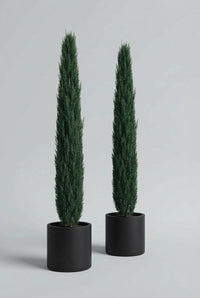 Studio · Solis and Marek side by side, two slim cypress columns of near-identical height in black pots.