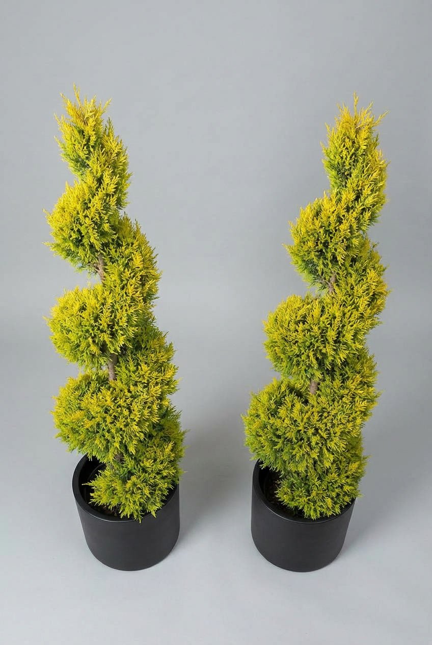 Studio photograph of a hand-matched pair of Cuprocyparis leylandii ‘Gold Rider’ spiral topiary trees, showing vivid golden-yellow evergreen foliage, planted in matte black pots against a soft grey background.