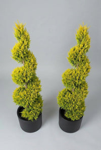 Studio · The golden spiral pair at a slight angle, yellow tips catching the light against grey.