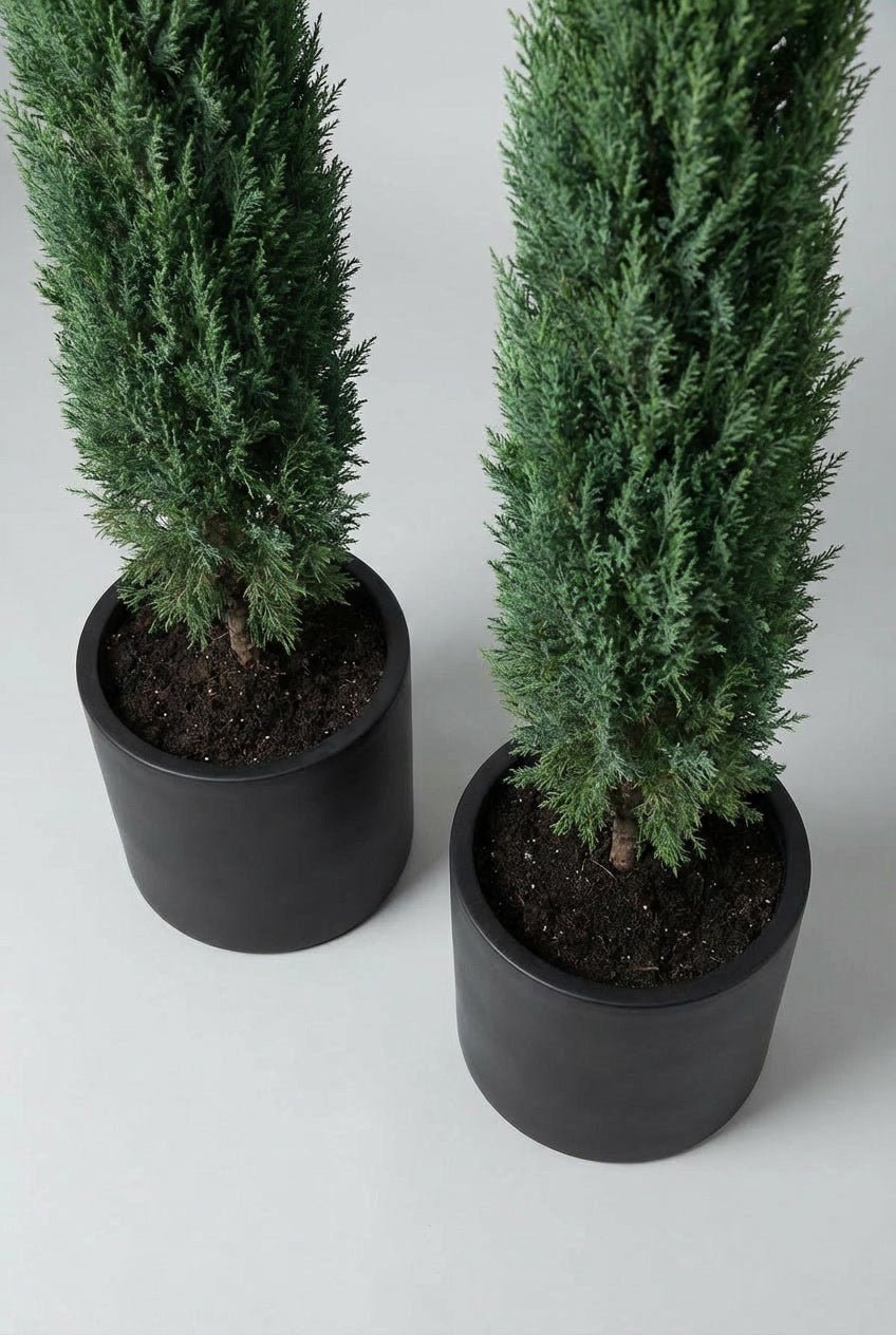 Pair of tall Cypress Pyramidalis pencil trees at approximately 250cm height, featuring dense upright evergreen foliage in a slim architectural form, planted in matching black pots and photographed against a neutral studio background for UK gardens, entrances, and formal pathways.