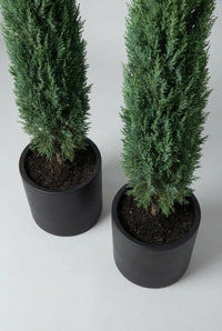 Studio · Close view of the pair's bases, bare trunks emerging from fresh compost in two black pots.