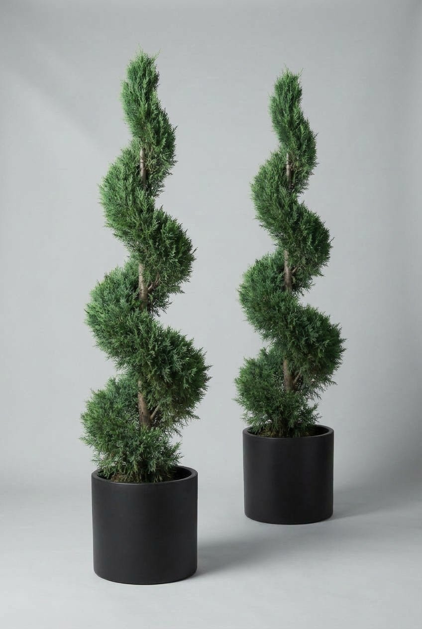 Studio photograph of a matching pair of evergreen cypress spiral topiary trees, sculpted into elegant vertical spirals and planted in matte black pots against a soft grey background.