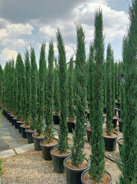 Nursery · Rows of pencil cypress in black nursery pots under a cloudy sky, packed along gravel beds.