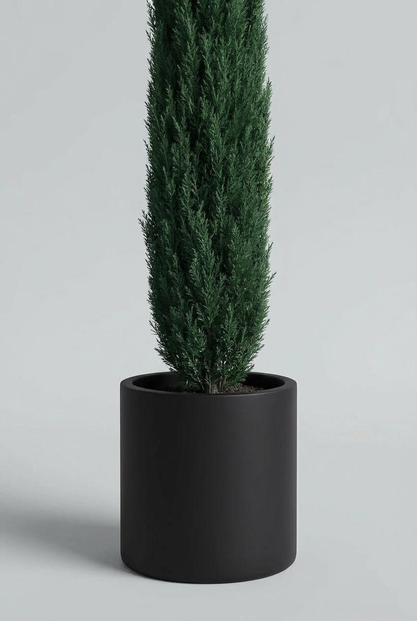 Single Italian Cypress (Cupressus sempervirens ‘Stricta’) pencil topiary tree with a tall, narrow columnar form and dense deep-green evergreen foliage, planted in a matte black pot and photographed against a light neutral studio background, ideal for UK entrances, pathways, and formal architectural planting.