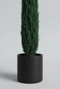 Studio · Base of a single Italian cypress, its narrow column tapering into a matte black cylinder pot.