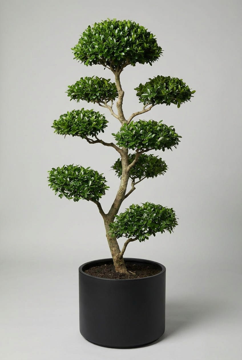 A hand-matched pair of Delavay ligustrum (privet) bonsai-style topiary trees, shaped into refined tiered cloud forms with glossy green foliage, presented in matte black pots against a clean neutral studio background.