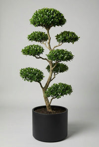 Studio · Single privet bonsai tree with six layered foliage pads rising up a pale twisting trunk