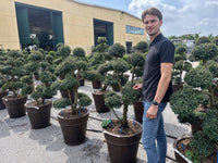 Nursery · Bonsai-pruned privet lined up on the nursery yard beside packing sheds, with a team member for scale
