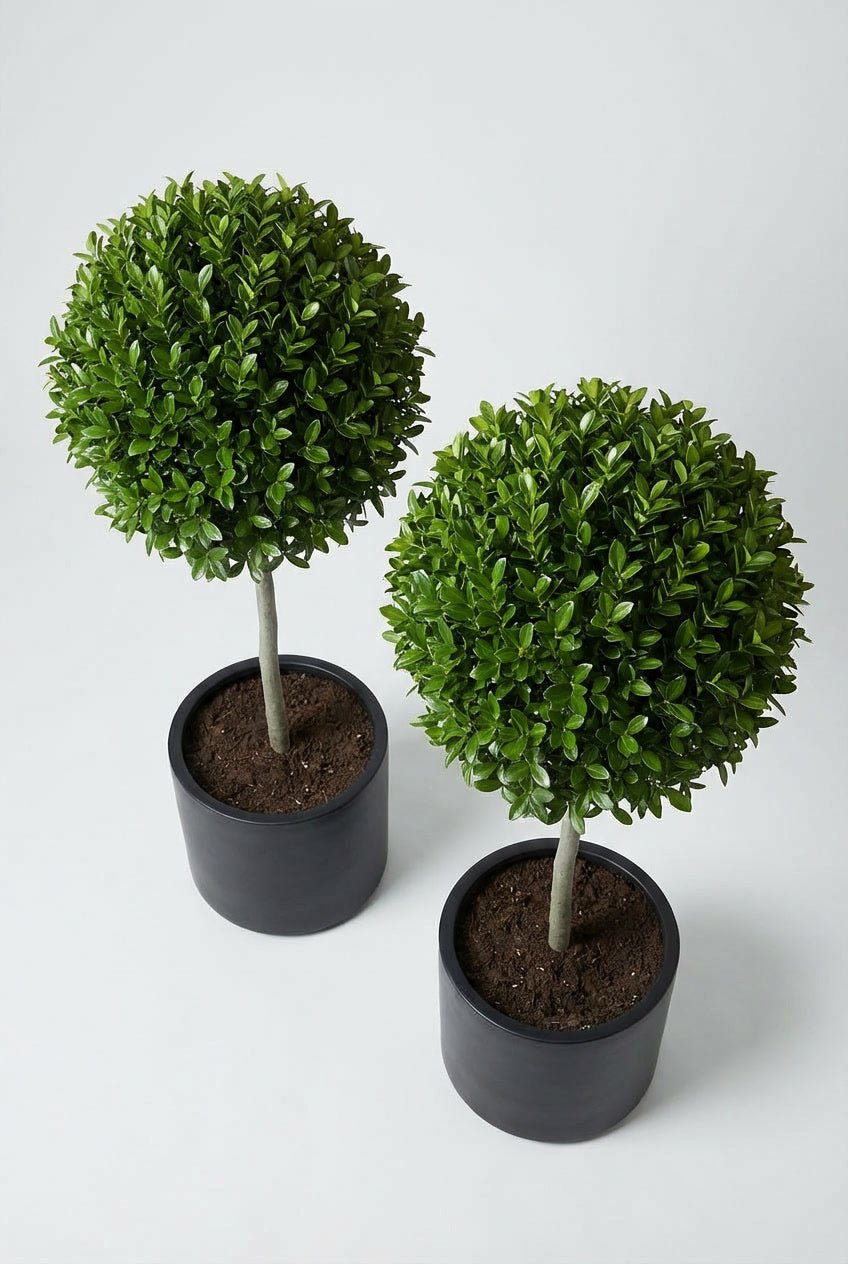 Above-down studio view of a pair of Delavay privet (Ligustrum delavayanum) lollipop topiary trees, hand-matched for symmetry, with dense evergreen foliage in matte black pots against a clean white background.