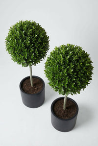 Studio · Raised view of the matched privet pair, looking down onto both crowns and the bare compost.