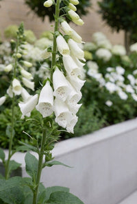 White foxglove spire with freckled throats rising in front of the pale planter