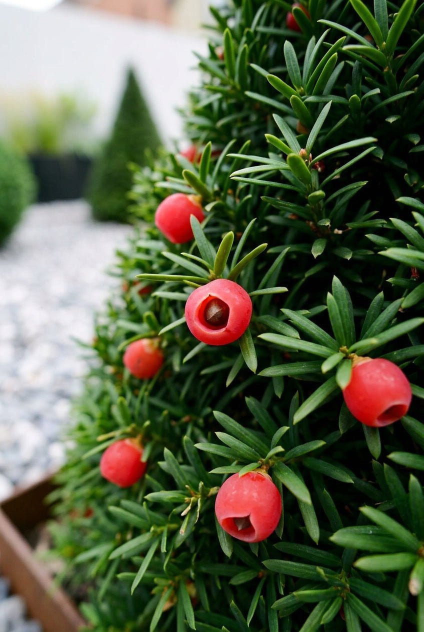Mixed Geometry Bundle | Balls Cubes Cones | Topiary Twins – Topiary Twins