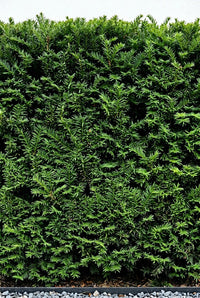 Foliage Close Up · Yew foliage, flat needles clipped flush to a crisp cube face
