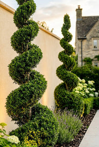Foliage Close Up · Two broadleaf spirals in evening light with hydrangeas and lavender at their feet