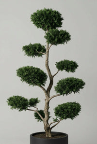 Studio · A single English yew cloud tree, eight pads spaced along a gnarled trunk in bonsai style.