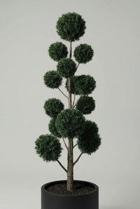 Studio · One yew pom-pom tree in detail, a dozen clipped spheres arranged up a slim branching trunk.