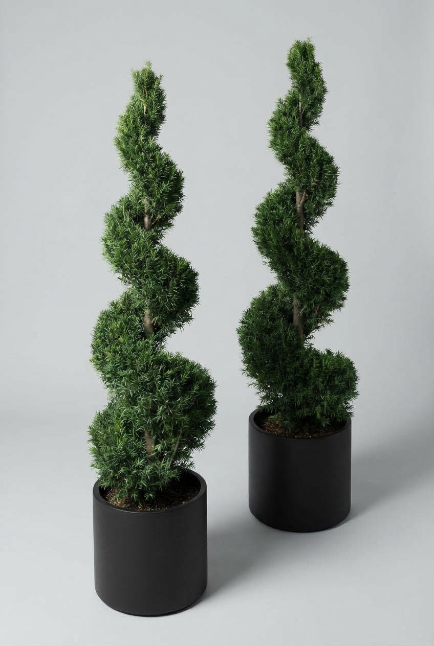 Studio photograph of a pair of English yew (Taxus baccata) spiral topiary trees, approximately 150cm tall, with dense dark green evergreen foliage, planted in matching matte black pots against a light grey background.