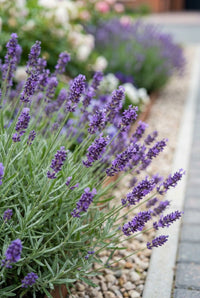 Foliage Close Up · Lavender in flower along a gravel-mulched border beside a paved path