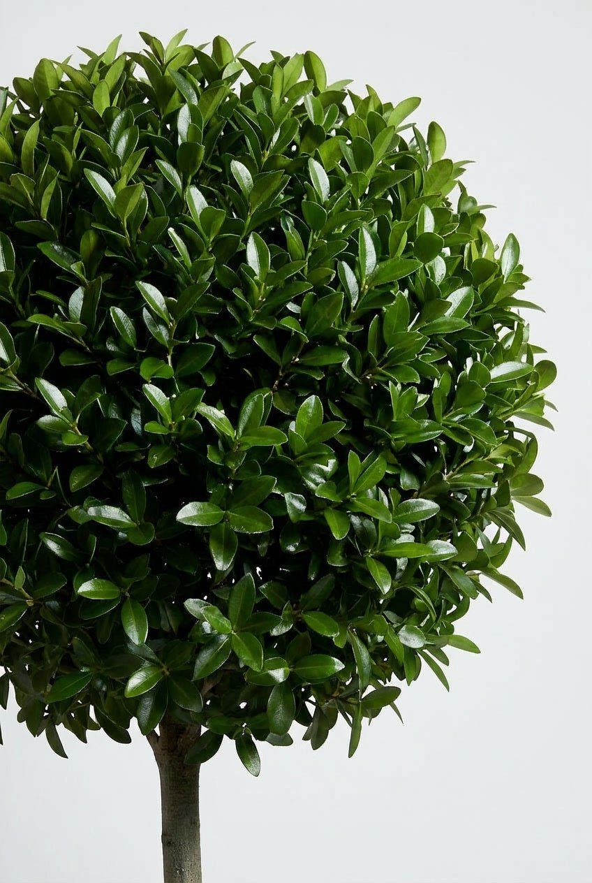 Close-up studio detail of an evergreen wax-leaf privet (Ligustrum japonicum) lollipop topiary, showing dense, glossy green foliage trimmed into a perfect spherical crown against a clean white background.