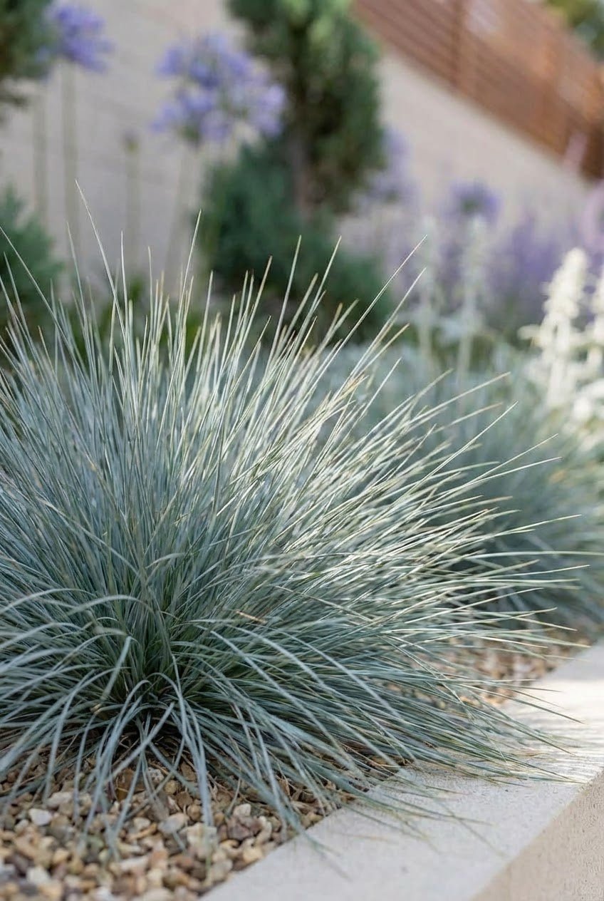 The Silver & Blue — Border by the Metre with Cupressus Spiral or Yew Ball Topiary