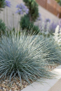 Foliage Close Up · Blue fescue forming a spiky steel-blue tuft against the pale planter edge
