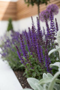 Foliage Close Up · Dark-stemmed Salvia 'Caradonna' spikes rising between lamb's ears and a white planter edge
