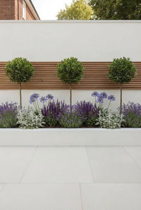 Showcase · Three bay laurel lollipops above lavender and agapanthus in a white rendered planter