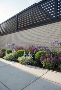 Showcase · Clipped evergreen balls, lavender, salvia and lamb's ears running along a pale brick wall