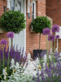 Showcase · Bay lollipop standards in square planters flanking a sage-green door, alliums and lavender in front