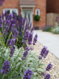 Foliage Close Up · Lavender flowering beside the gravel path, the pale front door blurred beyond